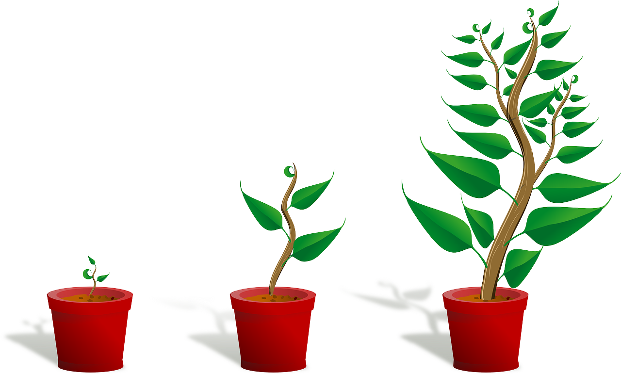 sapling, plant, growing